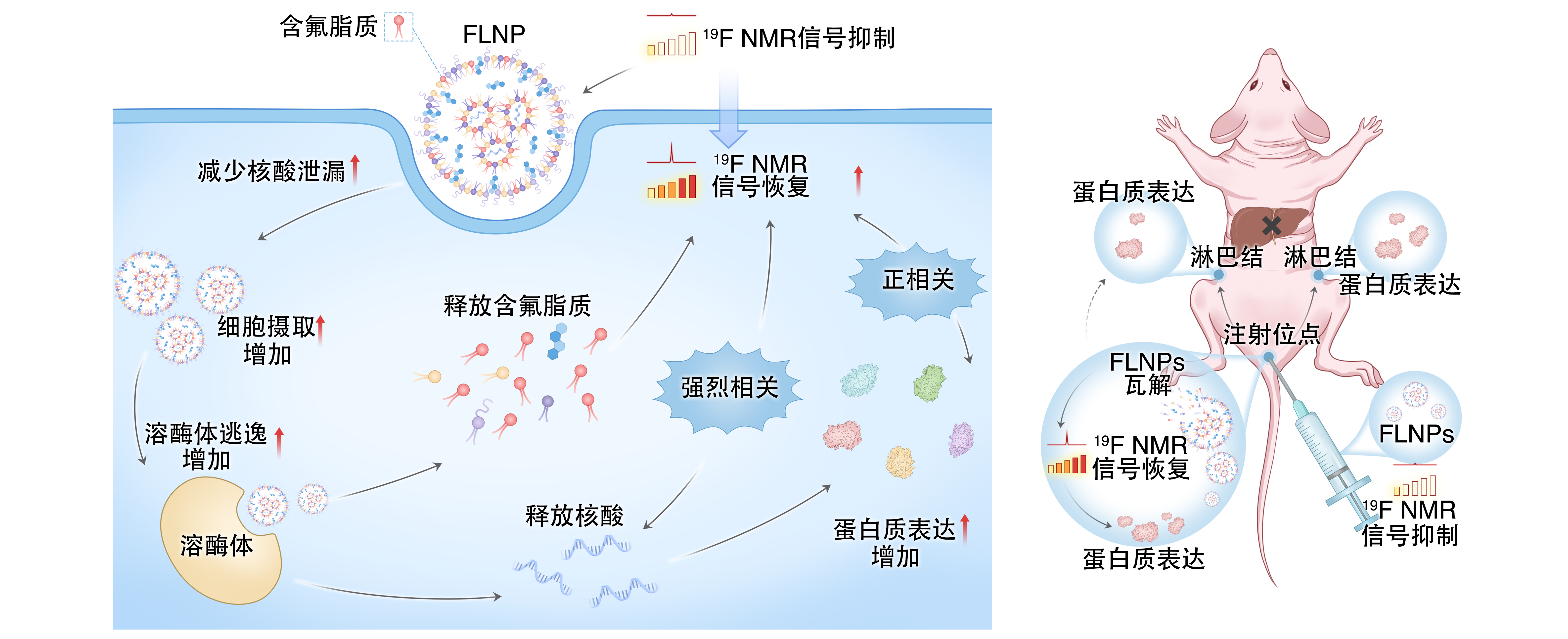 让 mRNA 在体内“看得见” evo视讯官网在mRNA疫苗递送研究方面取得重要进展